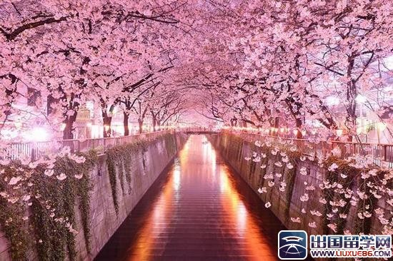 日本樱花之旅